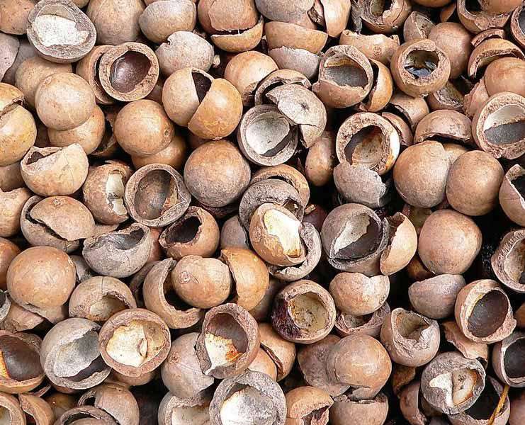 Macadamia Shells