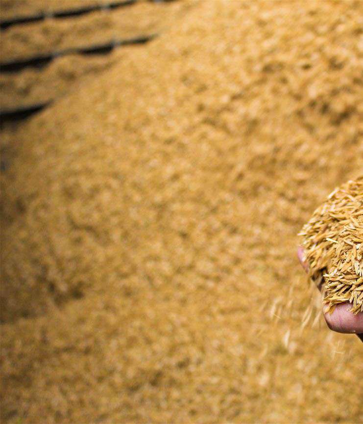 Rice Husks